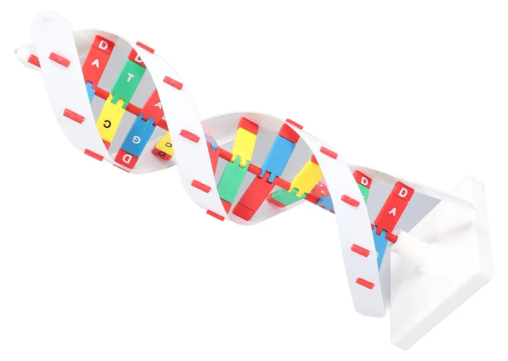 Maquette ADN Colorée 33cm - Structure en Double Hélice Haute Précision - 19