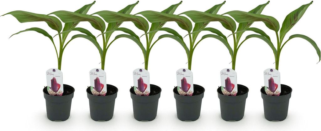 GreenboutiQ - Obstpflanze - Bananenpflanze - Musa Produktbild 