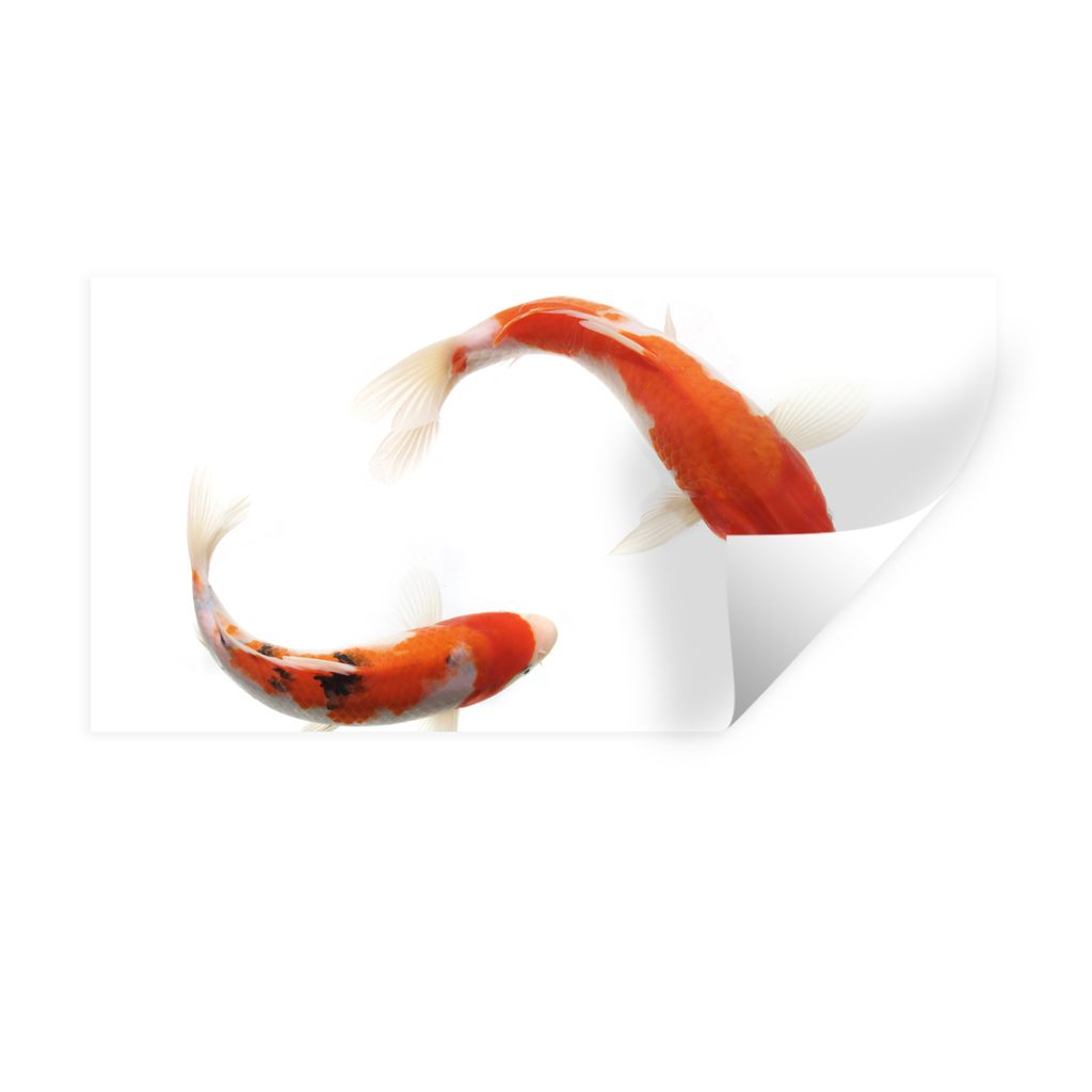 MuchoWow Wandtattoo Wandsticker Wandaufkleber Koi-Karpfen vor einem weißen Hintergrund 120x60 cm Selbstklebend und Repositionierbar - Sticker - ...