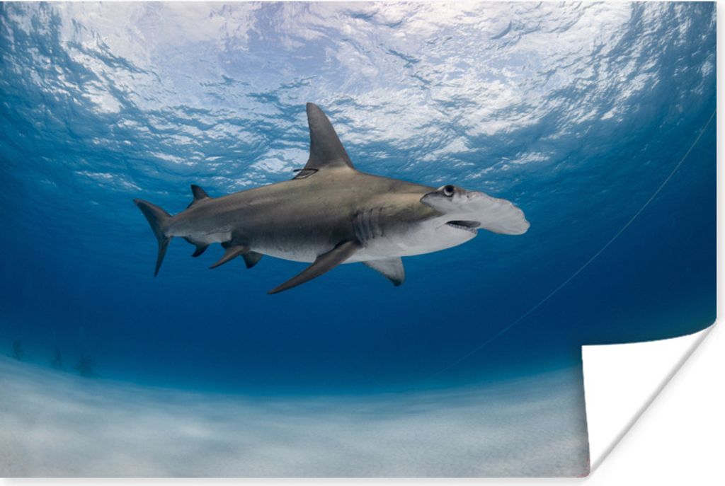 MuchoWow Poster Ein Hammerhai in einem klaren Meer 180x120 cm - Fotoplakat