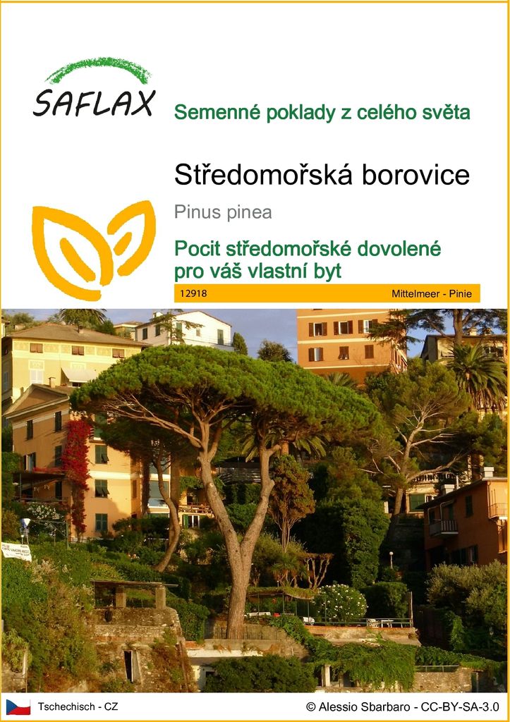 SAFLAX - Středomořská borovice - Pinus pinea - 6 Semena Obrázek produktu 