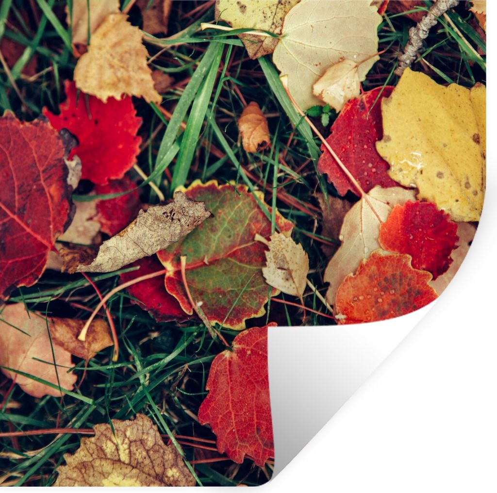 MuchoWow Wandtattoo Wandsticker Wandaufkleber Blätter - November - Herbst - Natur 50x50 cm Selbstklebend und Repositionierbar - Selbstklebend - ...