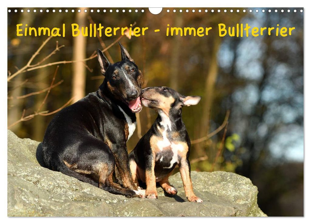 Einmal Bullterrier - immer Bullterrier (Wandkalender 2027 DIN A3 quer), CALVENDO Monatskalender