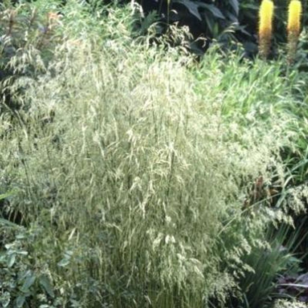 6 x Deschampsia cespitosa - Rasen-Schmiele - Topf 9 x 9 cm