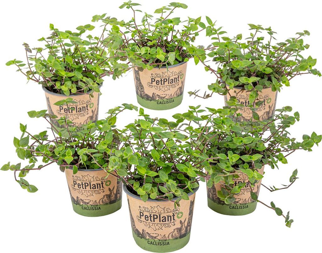 Bloomique - 6er-Set - Callisia Repens - Schildkrötenpflanze - Geeignet als Tierfutter - Zimmerpflanzen - Tierfreundlich - 10-20 cm Hoch - Topf 12 cm
