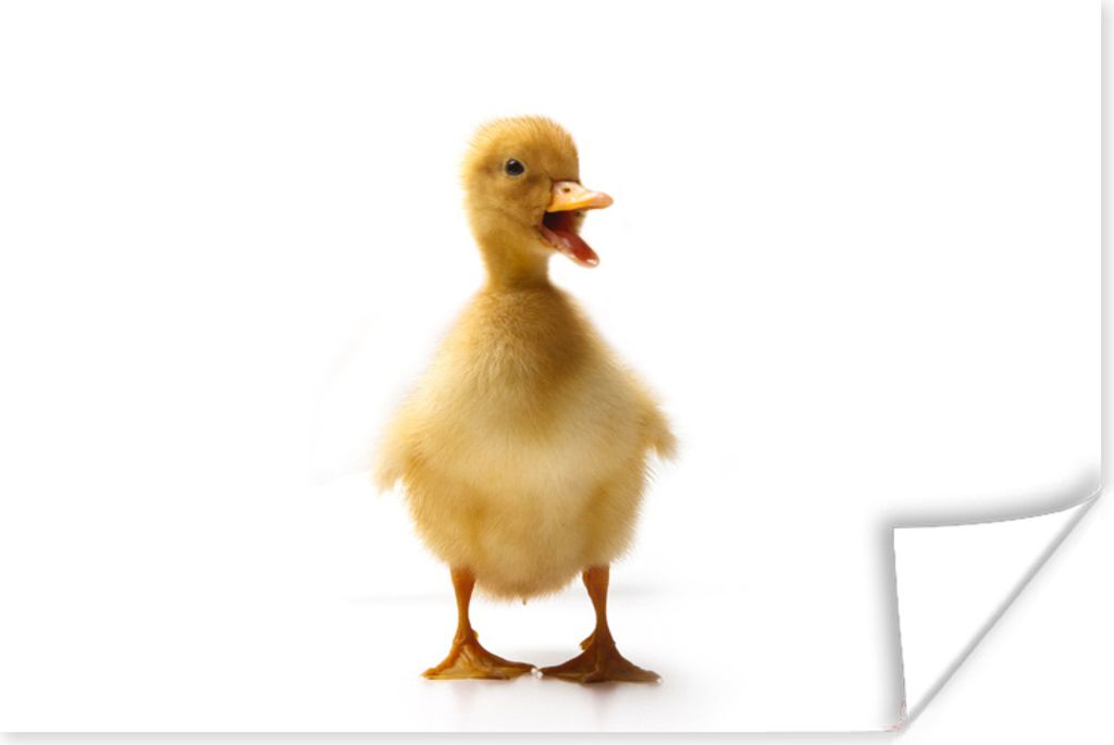 MuchoWow Poster Baby-Ente kommuniziert 120x80 cm - Bilder