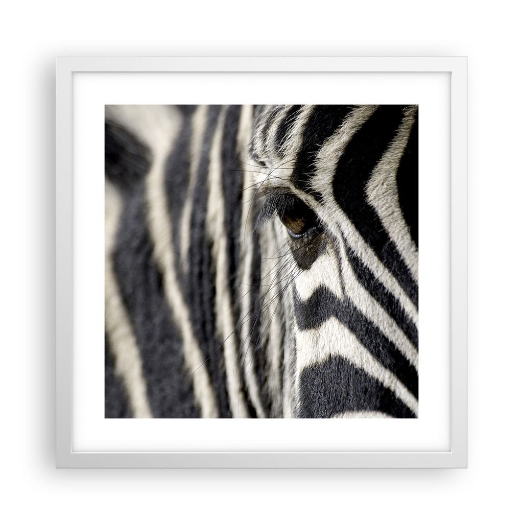 Gerahmtes Poster - Weißer Rahmen - Zebra Streifen Tierwelt Safari - 40x40 cm - Wand Bild - Wanddeko - Wandbilder - Wandposter - Bilderrahmen - Bil...