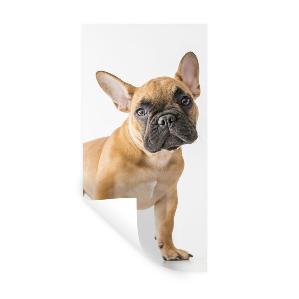 MuchoWow Wandtattoo Wandsticker Wandaufkleber Französische Bulldogge - Braun - Weiß 40x80 cm Selbstklebend und Repositionierbar - Repositionier...