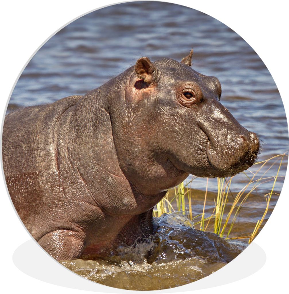 MuchoWow Rundes Wandbild - Runde Bilder Nilpferd - Wasser - Kalb Ø 90 cm Kreis Wanddekoration Kunststoff - Wandkreis - Wandschmuck - Wand-Kreis ...