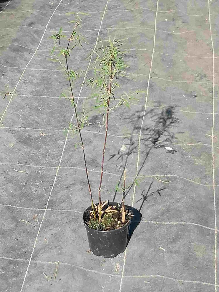 Fargesia nitida 'Black Pearl' C1-1 litr - Czarny bambus Zdjęcie produktu 