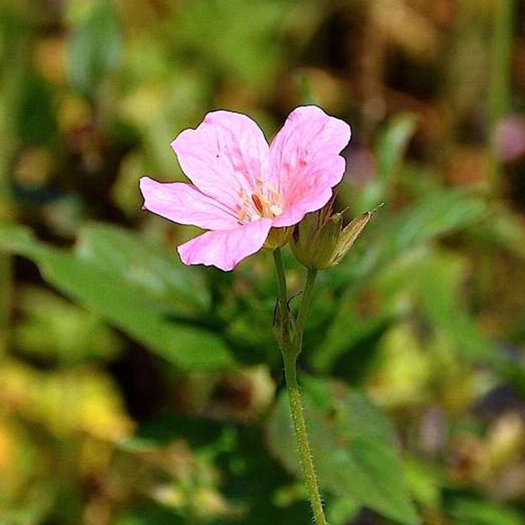 6 x Pyrenäen Storchschnabel - Geranium endressi 'Wargrave Pink' | Topf 9cm x 9cm