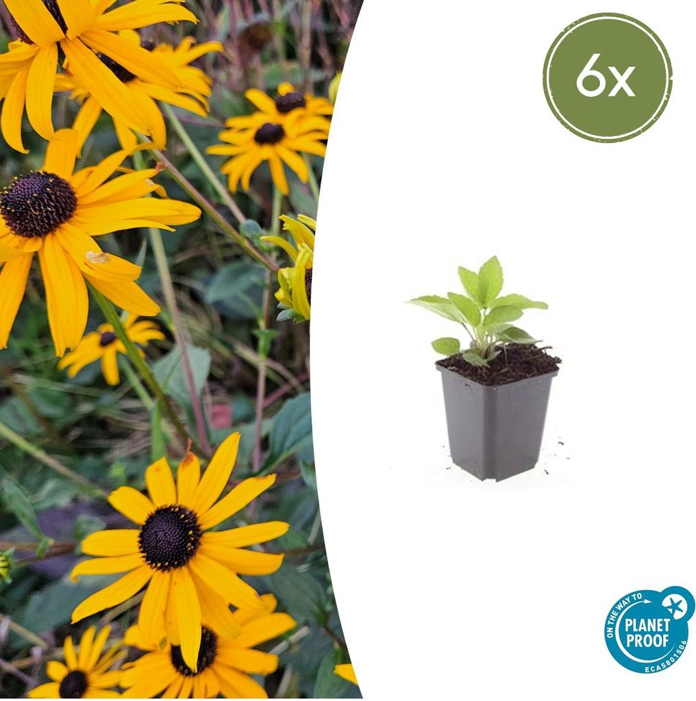 Zierstaude - Sonnenhut - Rudbeckia fulgida 'Goldsturm' - 9cm Topf - Set mit 6 Pflanzen