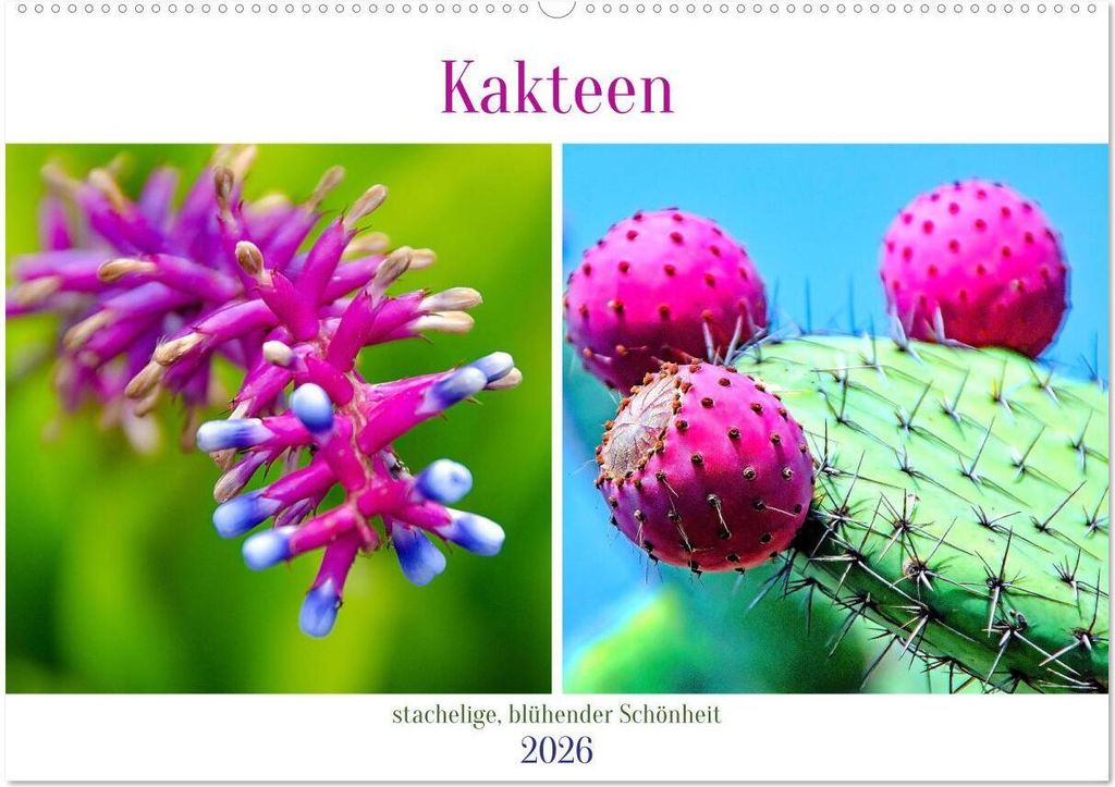 Kakteen - stachelige, blühende Schönheiten (Wandkalender 2026 DIN A2 quer), CALVENDO Monatskalender