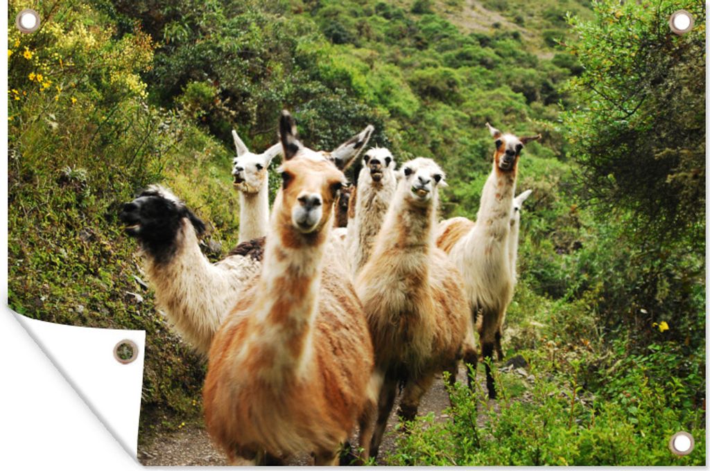 MuchoWow 90x60 cm Outdoor-Poster Gartendeko Sichtschutz Garten Poster für den Garten Lamas auf dem Inka-Pfad