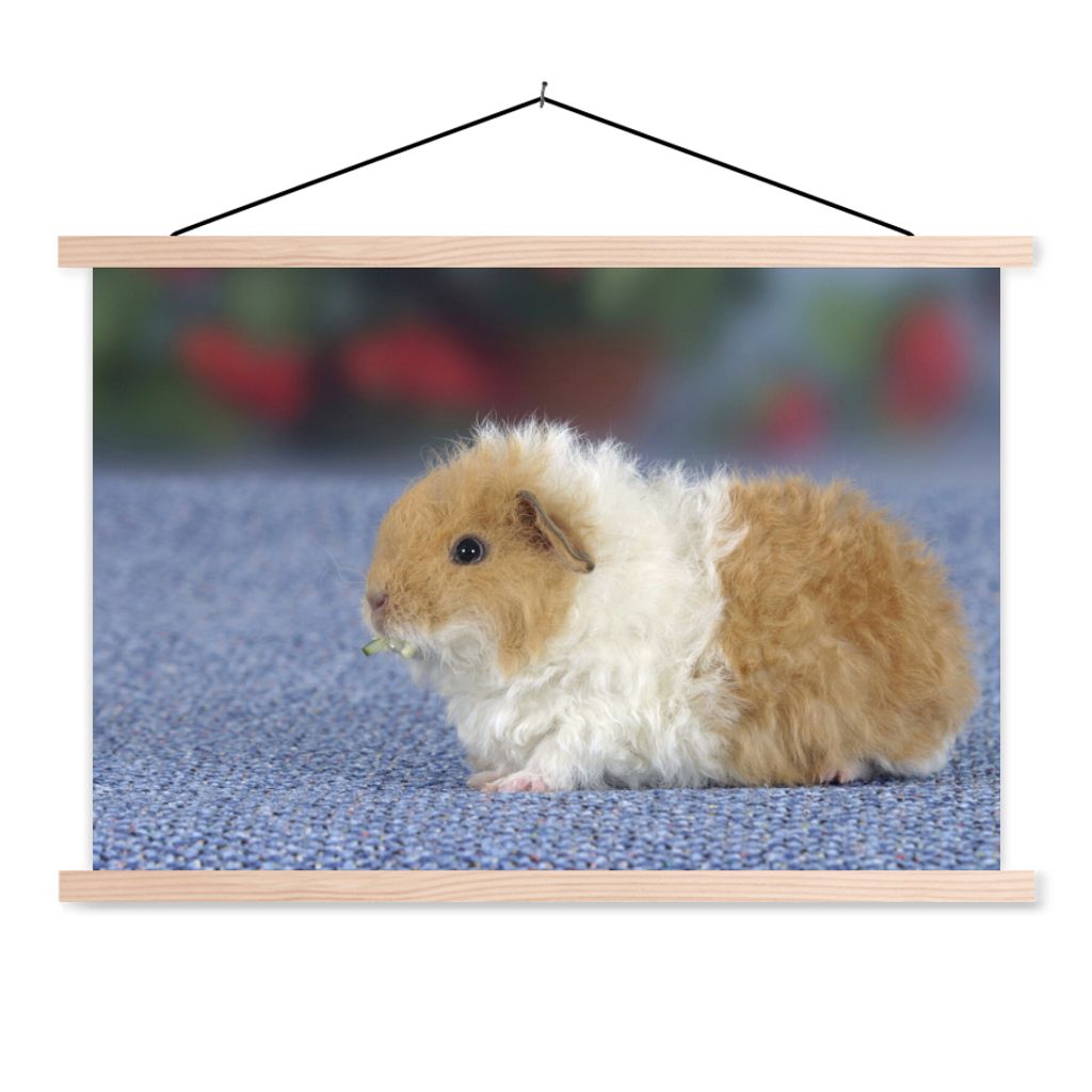 MuchoWow Textilposter Texel-Meerschweinchen 60x40 cm mit holzfarbenen Rahmen - Bilder