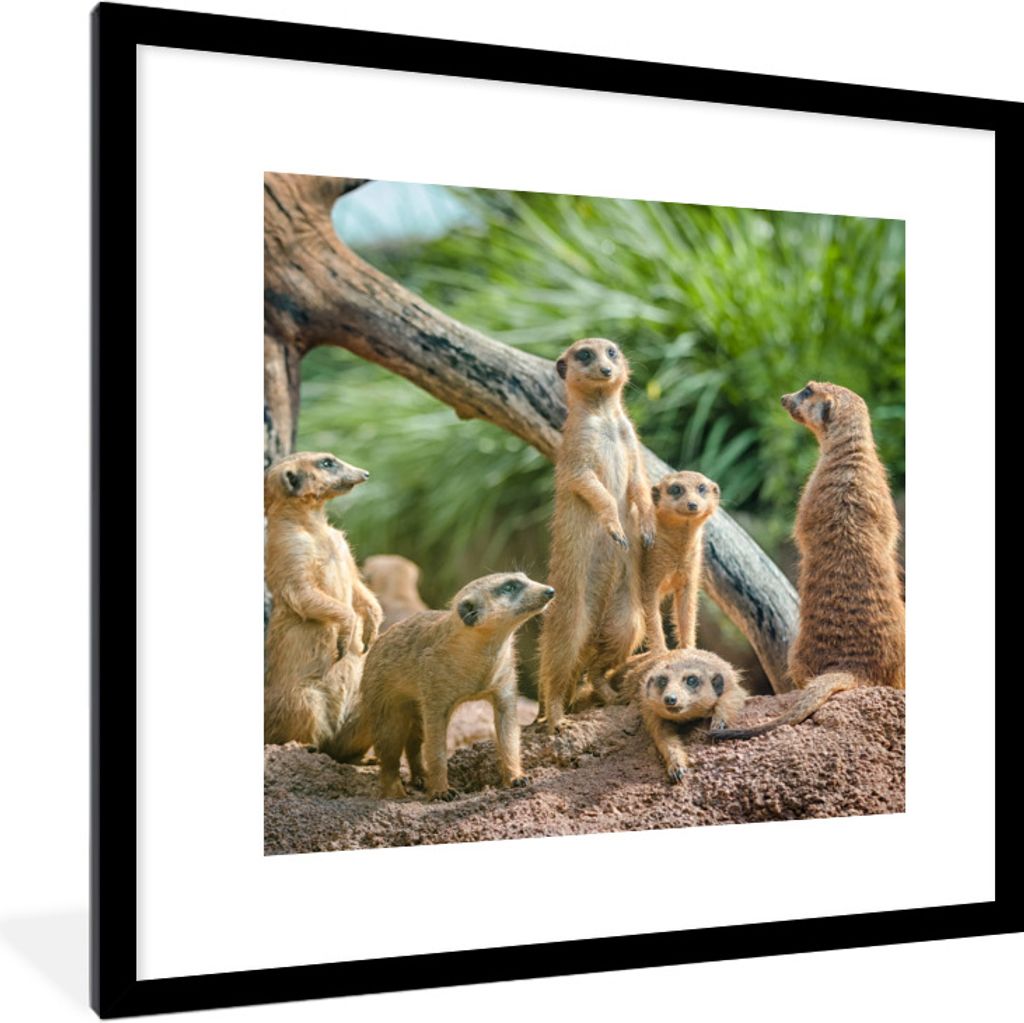 MuchoWow Gerahmtes Poster Erdmännchen - Familie - Tiere 40x40 cm - Poster mit Schwarzem Bilderrahmen Wandposter Rahmen Foto Bilder - Poster - Pl...