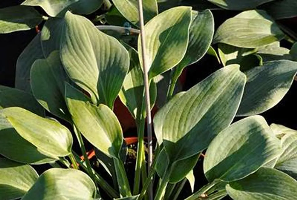 Plantes pour Zone Ombragée : Hosta Halcyon Bleu - Lot de 6 Pots 9 cm