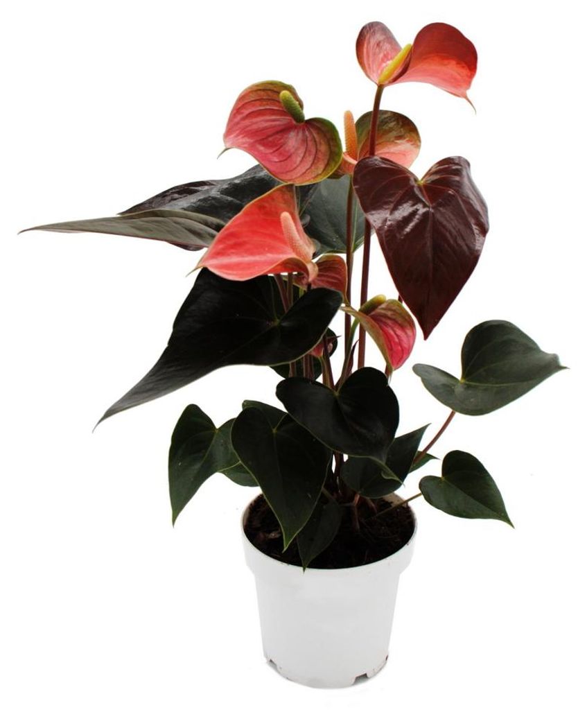 Duhová anthurie – Anthurium andreanum „Rainbow Champion“ – Obrázek produktu 