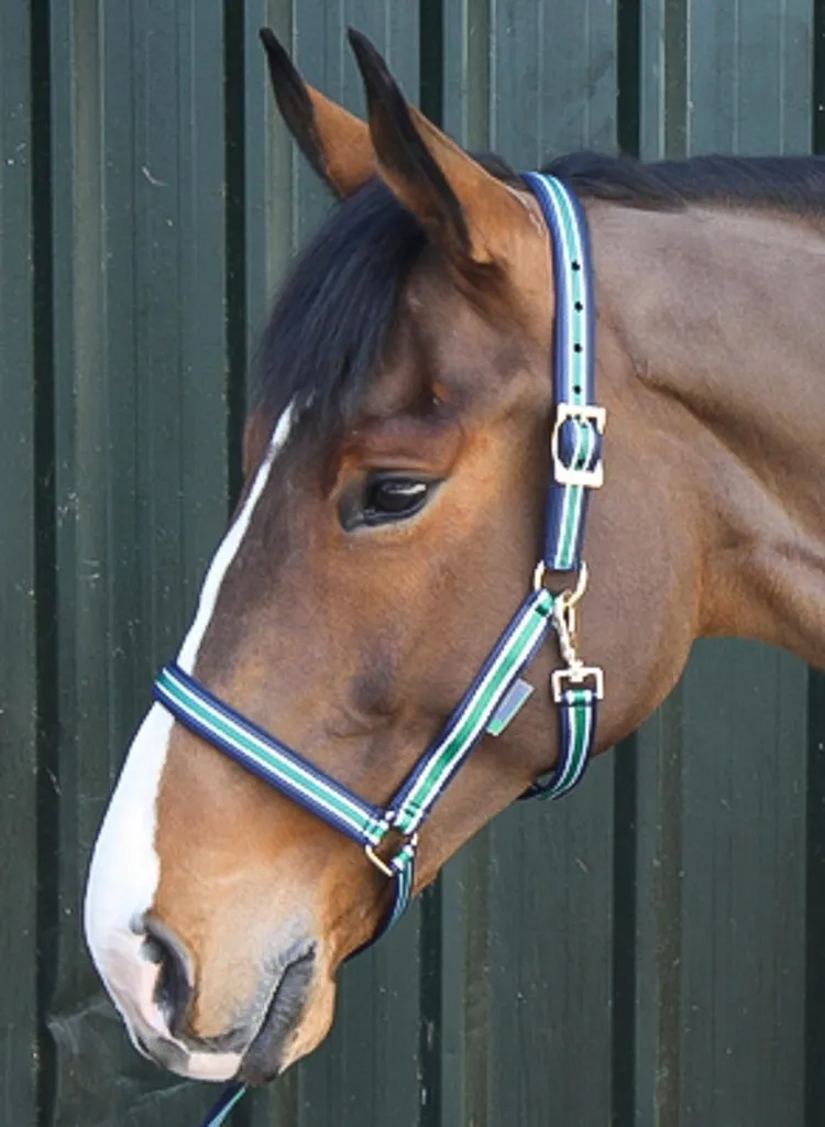 Bucas Dublin Headcollar Striped Navy Cob - Specifiche e Comfort Equino