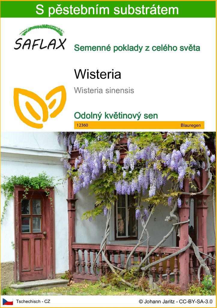 SAFLAX - Wisteria - Wisteria sinensis - 4 Semena - S Obrázek produktu 
