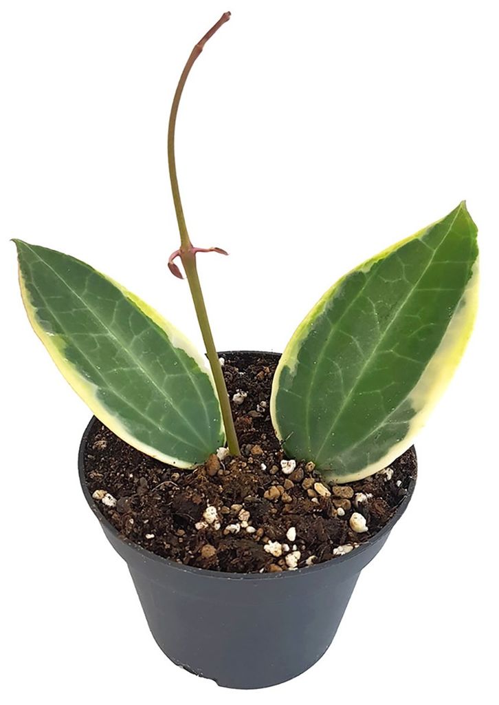 Hoya carnosa "Krimson Queen"  XXL Zimmerpflanze zum Hängen Porzellanblume 
