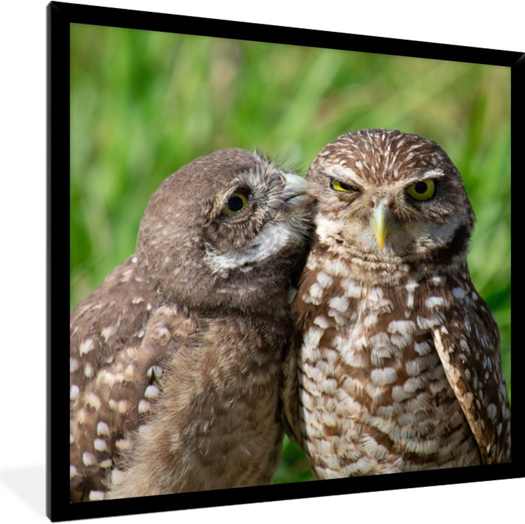 MuchoWow Gerahmtes Poster Eulen - Vögel - Gras 40x40 cm - Poster mit Schwarzem Bilderrahmen Wandposter Rahmen Foto Bilder - Mit Rahmen - Wanddek...