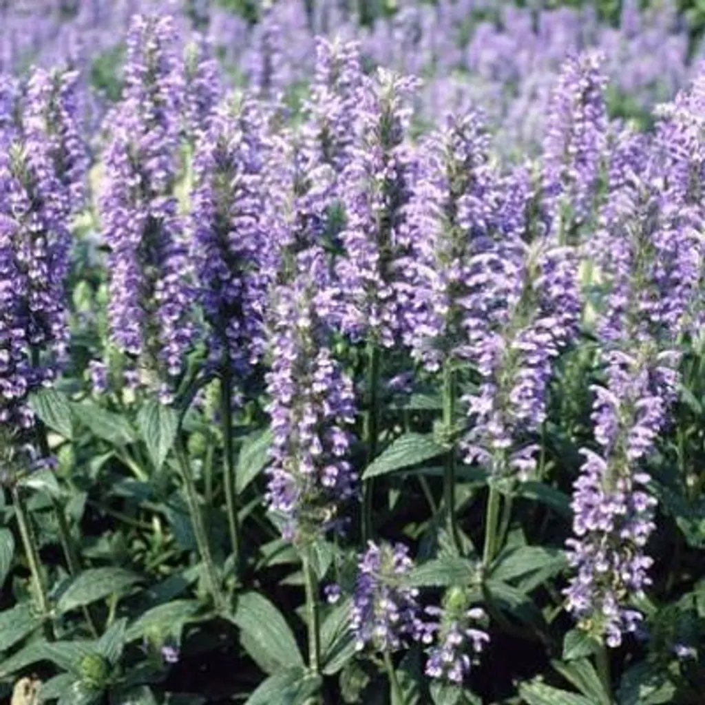 Herbe à chat Nepeta nervosa Bleu Intense - 6 Plants en Pot de 9 cm