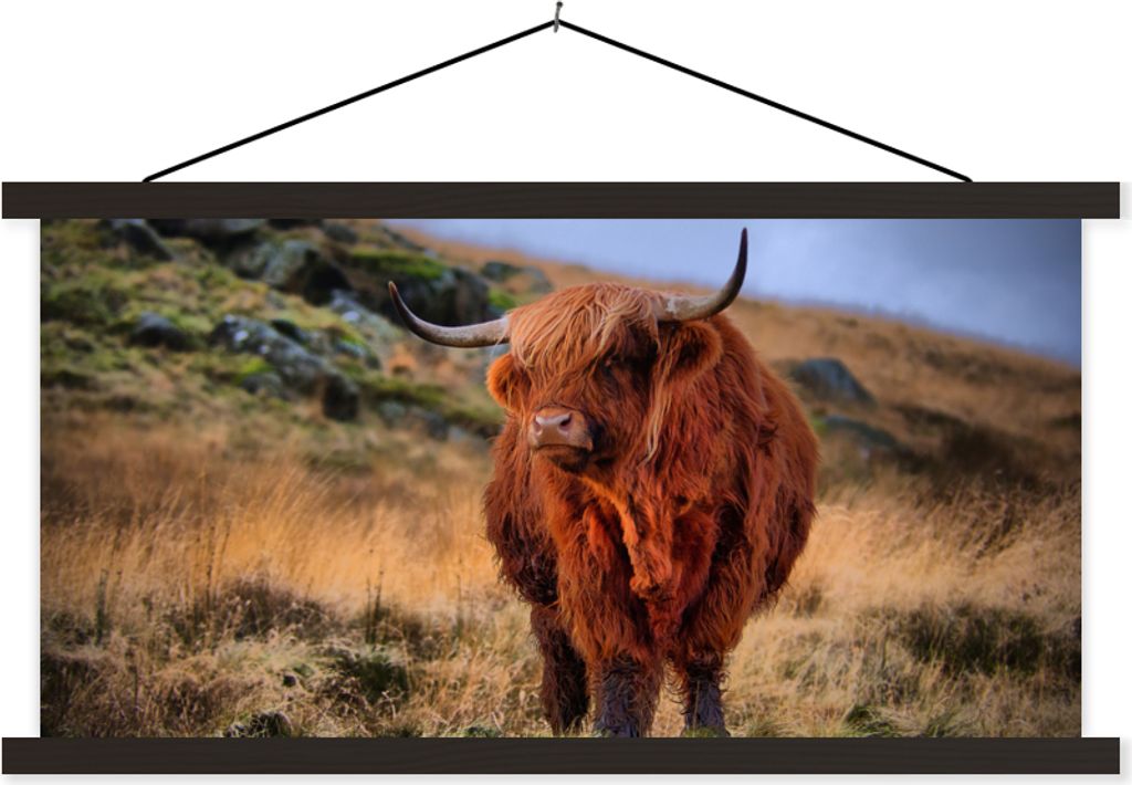 MuchoWow® Textilposter Schottische Hochlandrind - Gras - Produktbild 