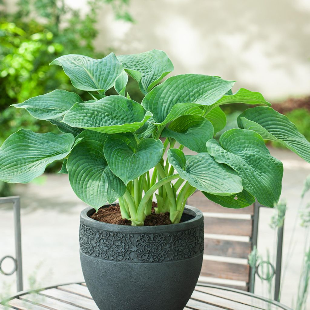 Hosta Funkia Siboldiana Elegans 1 pz. Piantina Piantine di Immagine del prodotto 