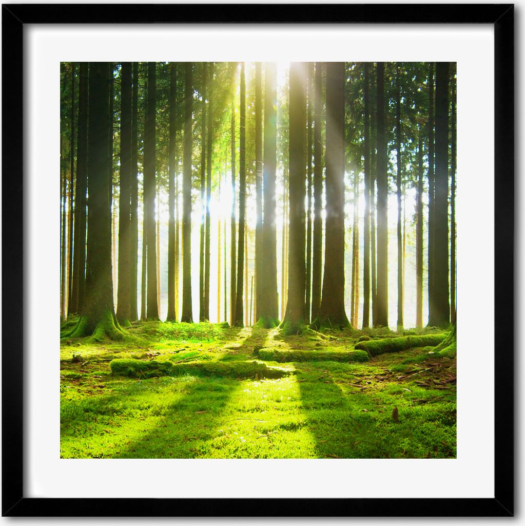 Bild - 50 cm x 50 cm - MDF - Rahmen, Wandkunst - Wald in der Sonne