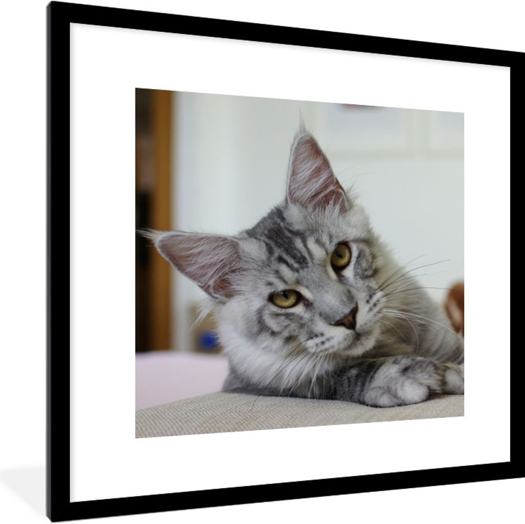 MuchoWow Gerahmtes Poster Eine liegende graue Maine Coon Katze 40x40 cm - Poster mit Schwarzem Bilderrahmen Wandposter Rahmen Foto Bilder - Poste...