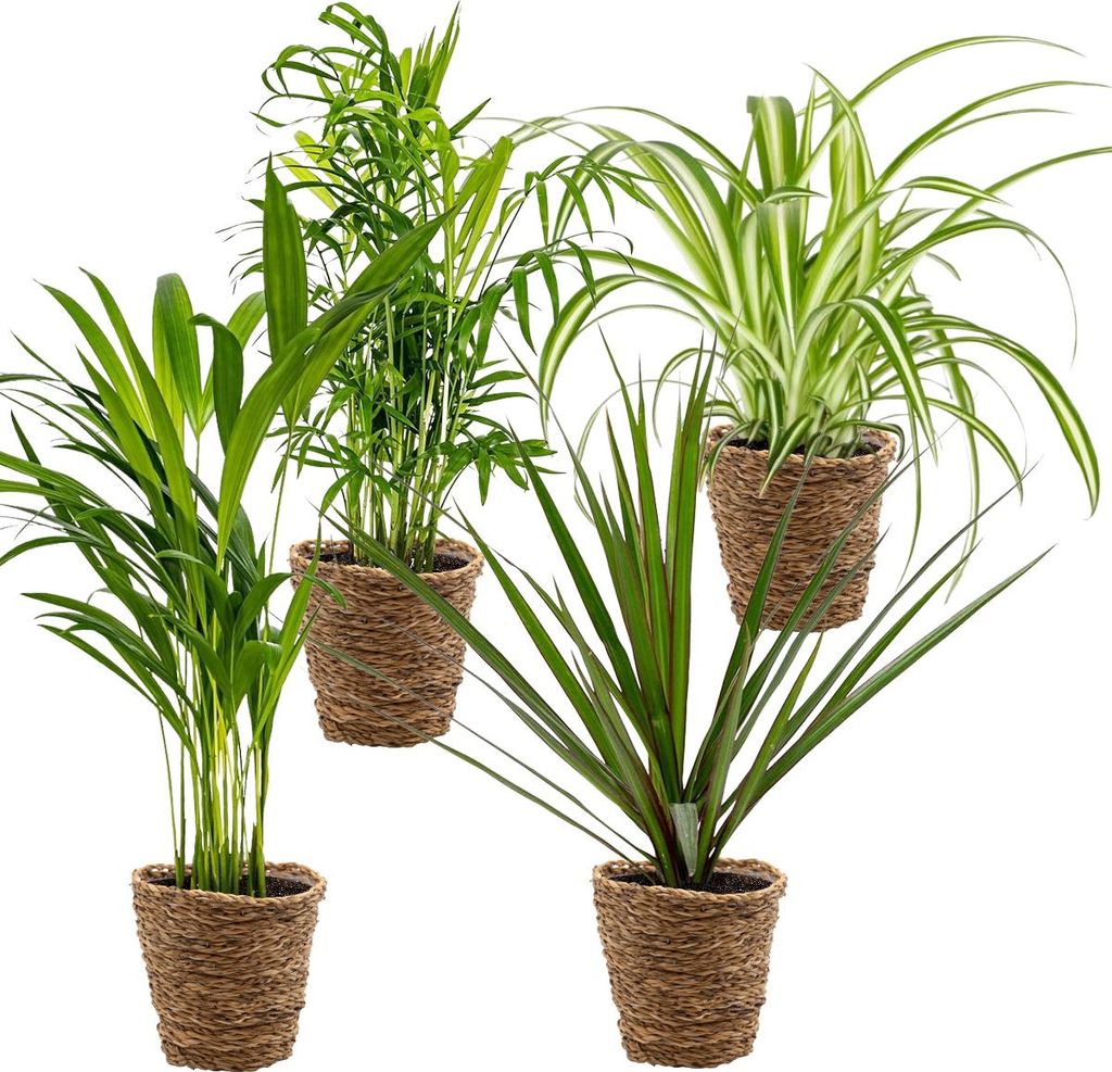Bloomique - 4er-Mix - Luftreinigende Pflanzen - Dracaena - Produktbild 