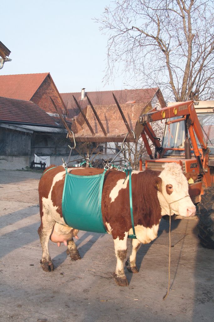 Dispositif de levage des vaches Image du produit 
