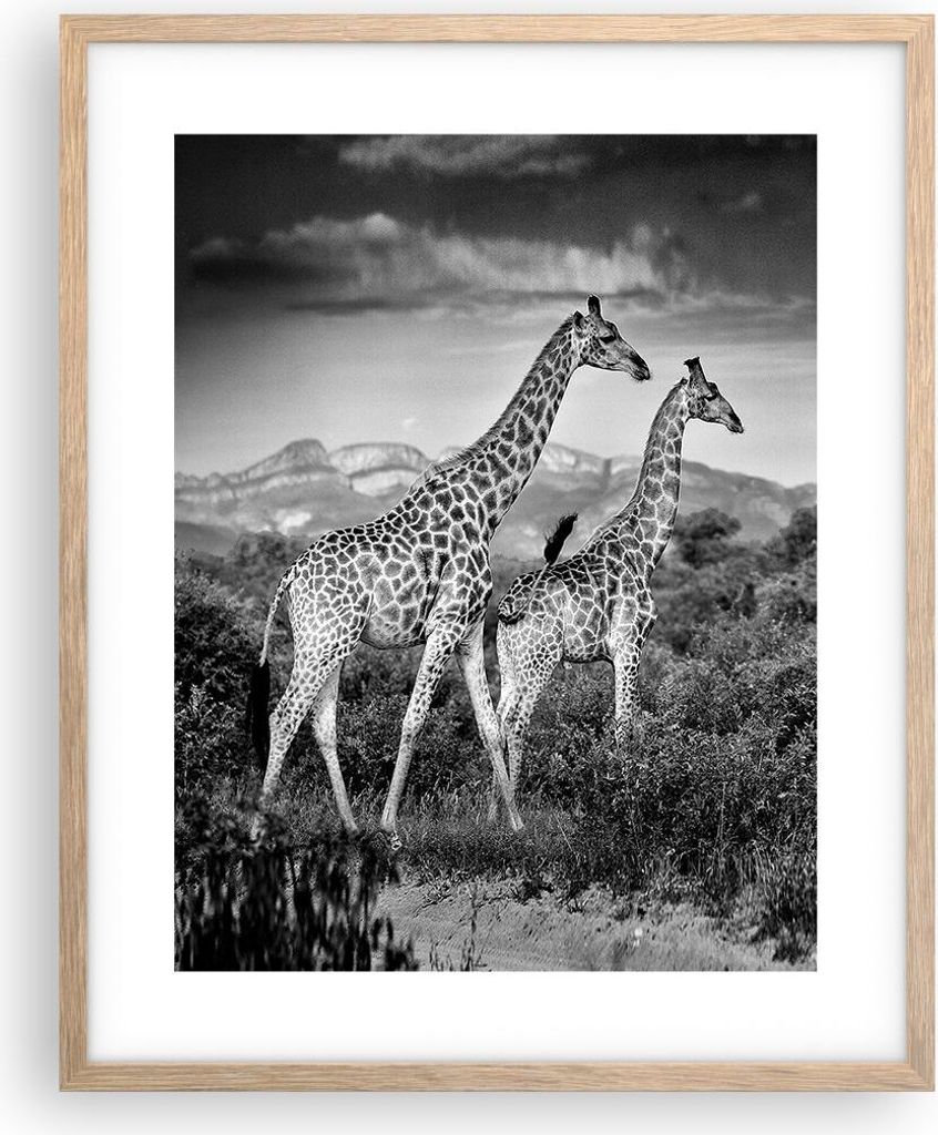 Gerahmtes Poster - Rahmen in heller Eiche - Giraffen Schwarzweiß Fotografie - 40x50 cm - Wand Bild - Wanddeko - Wandbilder - Kunstposter - Wandpos...