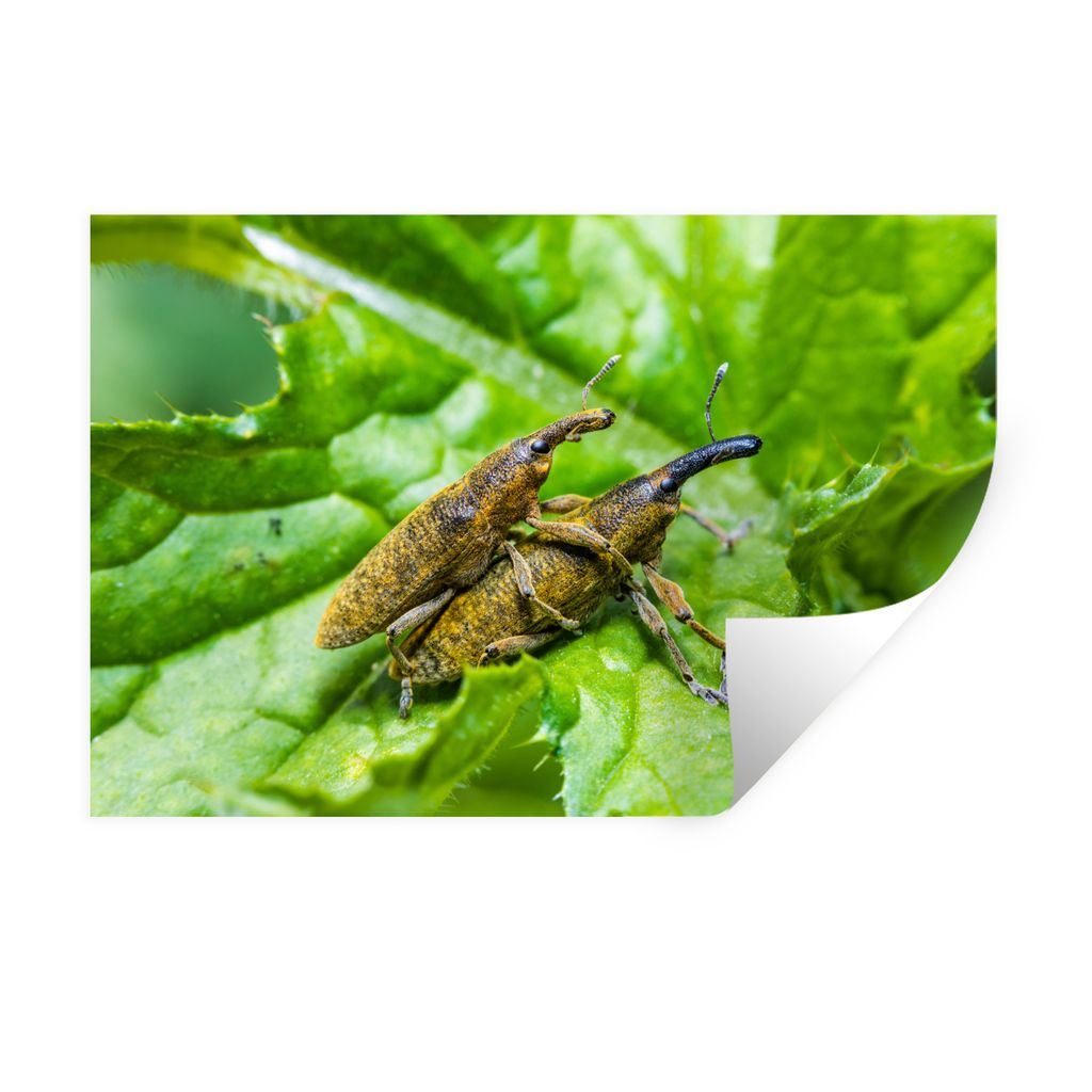MuchoWow Wandtattoo Wandsticker Wandaufkleber Käfer - Blatt - Grün 30x20 cm Selbstklebend und Repositionierbar - Wierderverwendbar - Selbstklebend