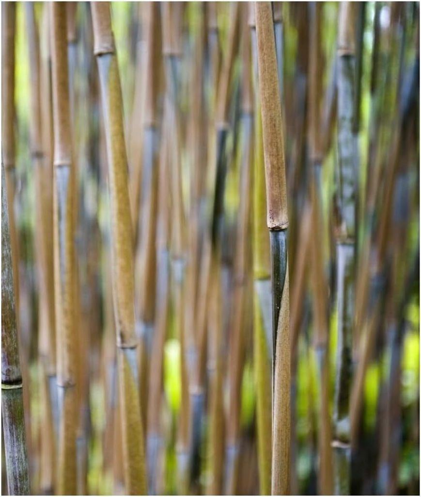 Stauden Gnge 5 x Fargesia nitida 'Great Wall' im C2 Topf -