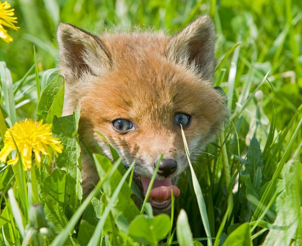 3 D Ansichtskarte Fuchs Baby, Postkarte Wackelkarte Hologrammkarte Tier Füchse Fuchs