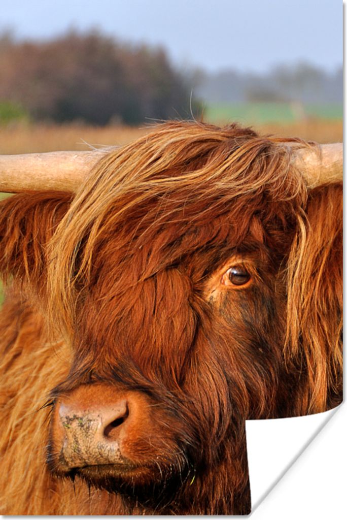 MuchoWow Poster Schottischer Highlander - Gras - Baum 40x60 cm - Plakate für die Wand - Poster Babyzimmer