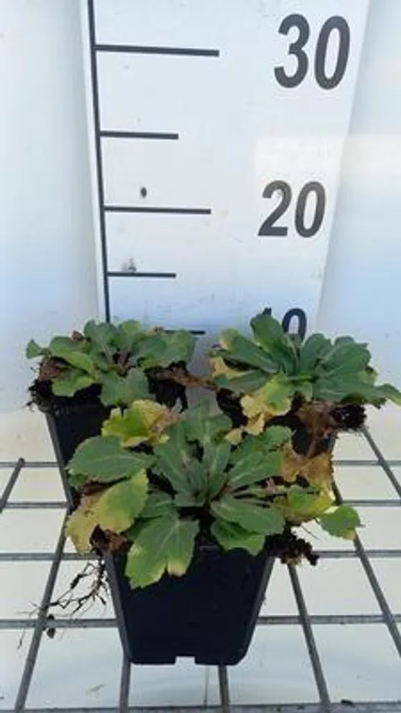 Chardon bleu de jardin Eryngium Blauer Zwerg - Lot de 6 pour massif