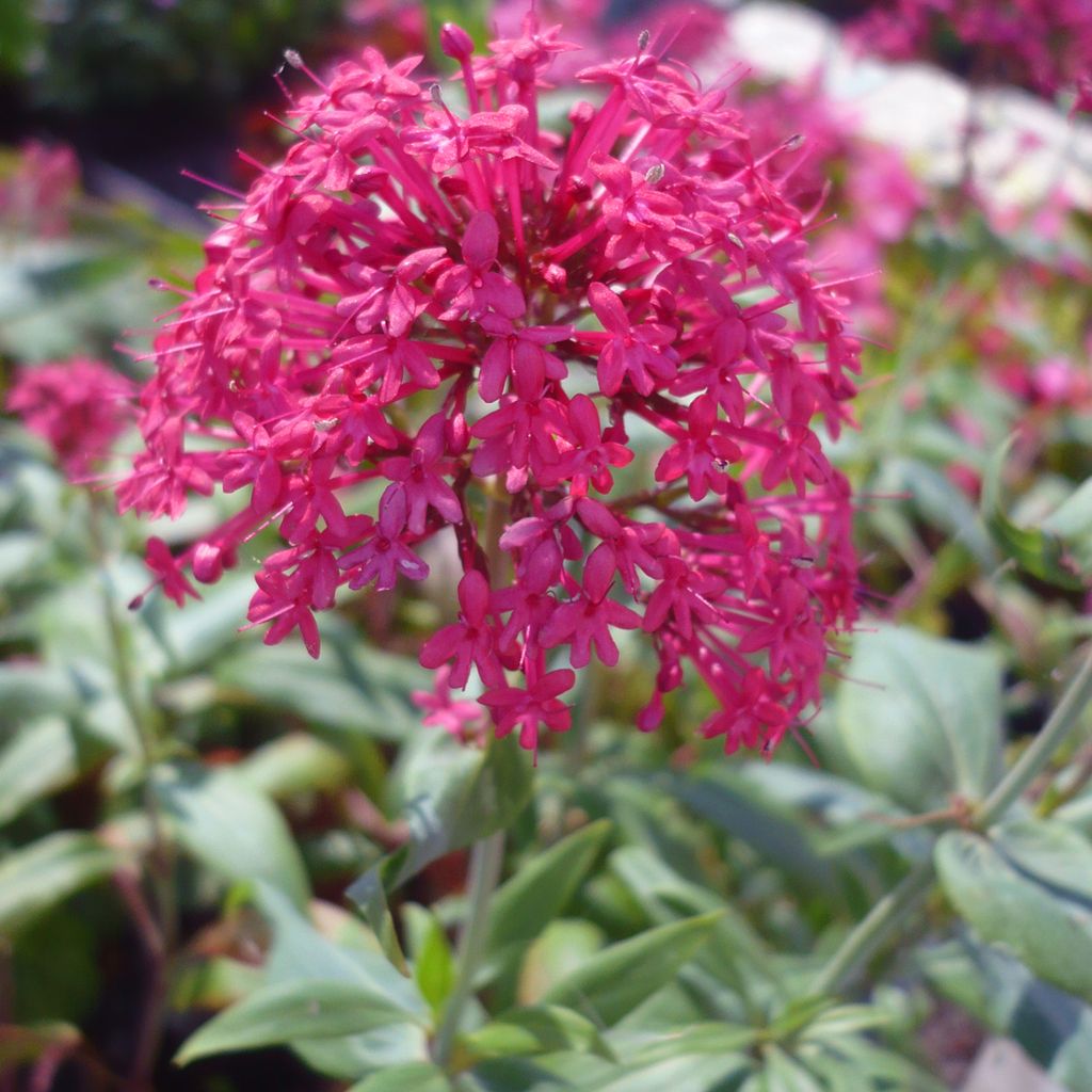 6 x Červenokvetá ostrica - Centranthus ruber 'Coccineus' | Obrázok produktu 