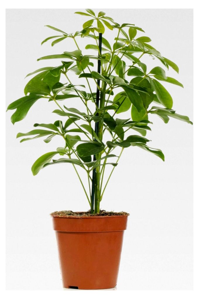 Schefflera Nora - Zwerg-Schirm-Pflanze | Zimmerpflanze für Innenräume