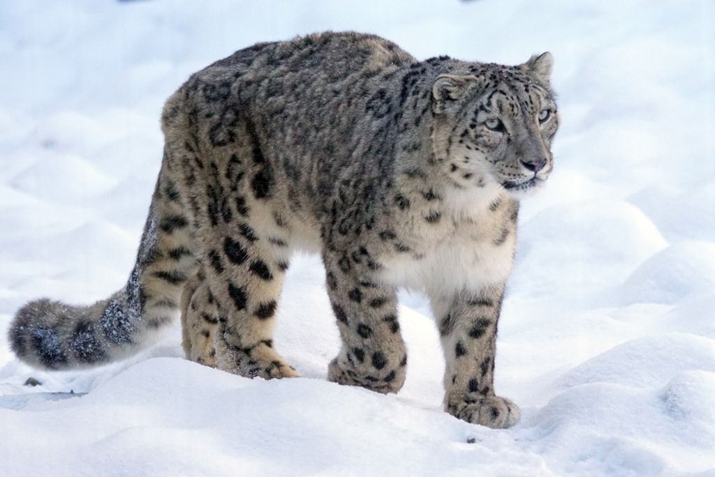 hansepuzzle 77737 - Schneeleopard Puzzle, 2000 Teile, Natur, 90,0 x 60,0cm mit hochwertiger Aufbewahrung, Kartonbox und wiederverschließbarem Beutel