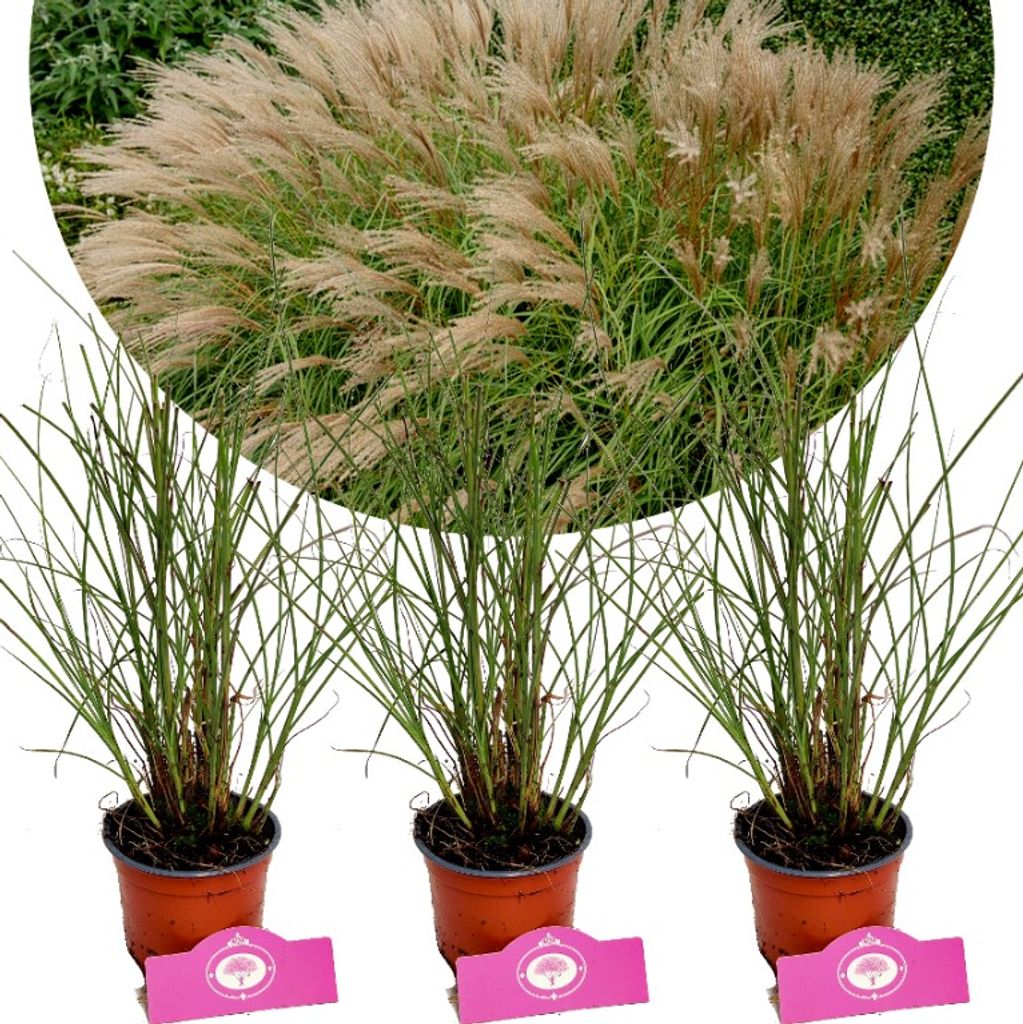 Three potted ornamental grasses are displayed against a white background, with a larger, blurred image of similar grasses in the background.