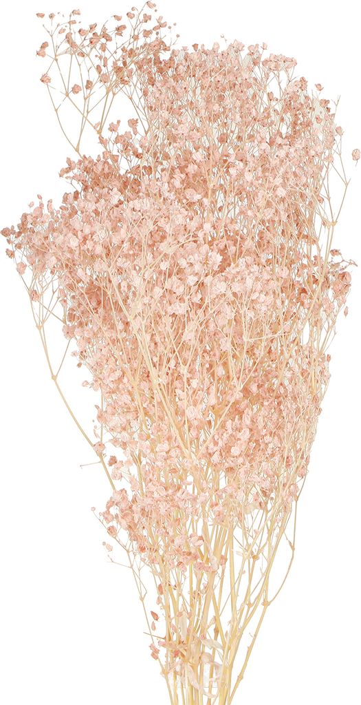 Schleierkraut Deko Orange Trockenblumen Boho Natur 65-70cm 100g