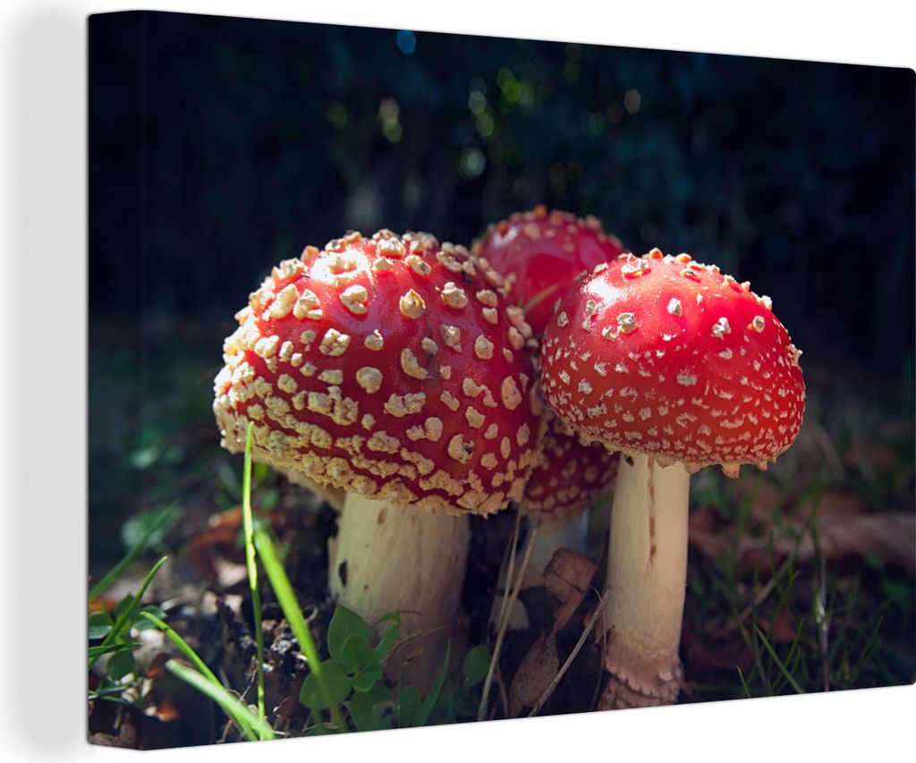 OneMillionCanvasses - Leinwandbilder - 140x90 cm, Drillingsfliegenpilz, Wandbilder Kunstdruck Wanddekoration - Foto auf Leinwand - Gemälde auf H...