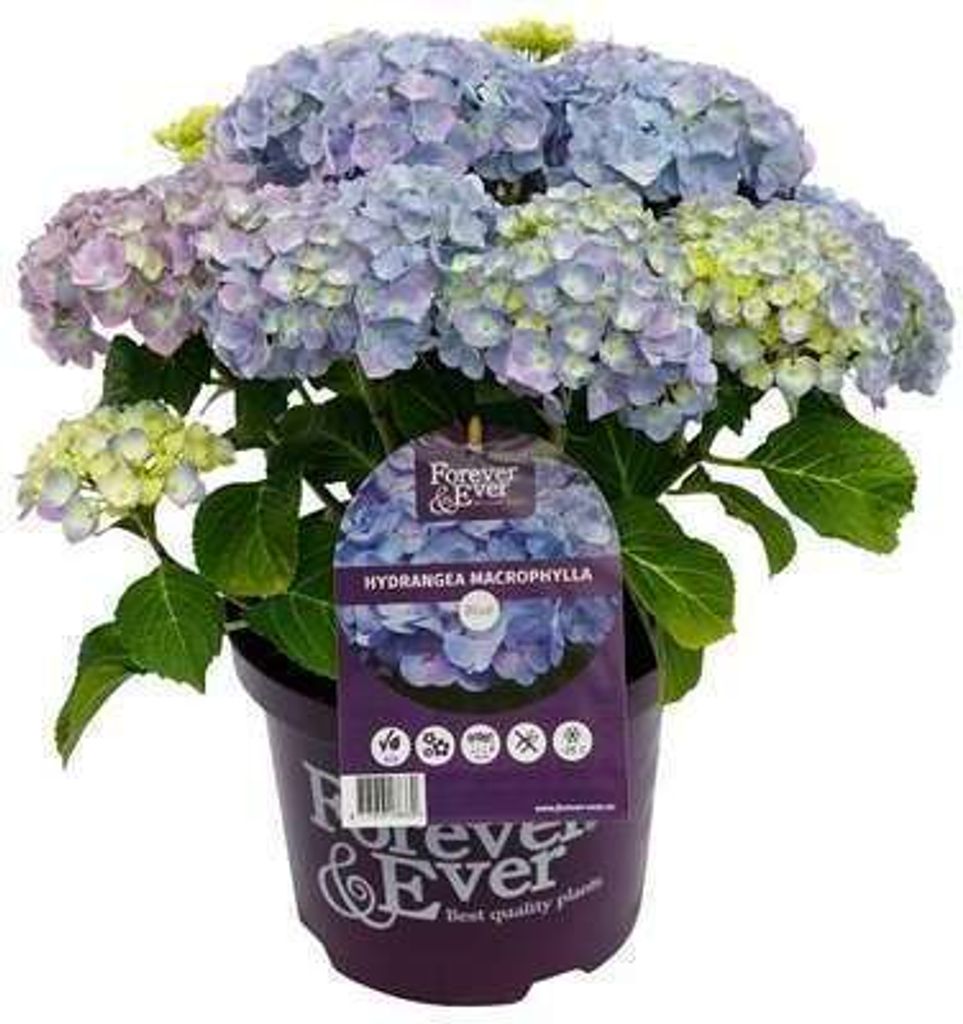 Hydrangea 'Teller Blue' (blauw/bleu) - Hortensien 40- 60 cm Container