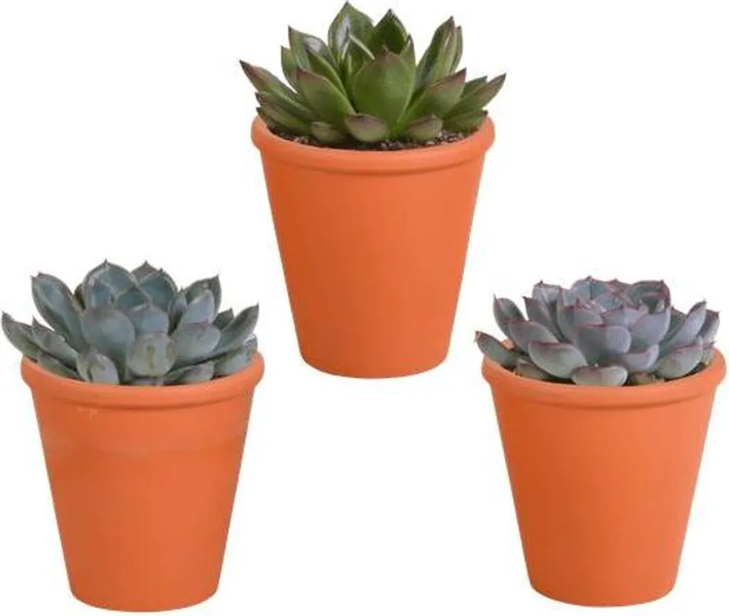 Plante intérieur facile sans entretien : Lot 3 Echeveria pot terre cuite