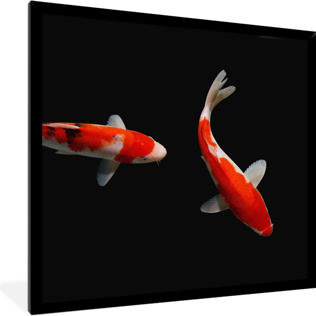 MuchoWow Gerahmtes Poster Zwei bunte Koi-Karpfen auf schwarzem Hintergrund 40x40 cm - Poster mit Schwarzem Bilderrahmen Wandposter Rahmen Foto Bi...