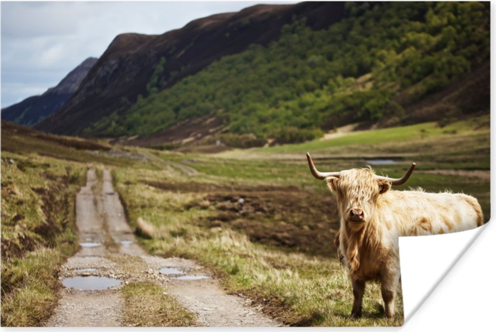 MuchoWow Poster Schottische Hochlandrind - Pfad - Wald 60x40 cm - Schlafzimmerdekoration