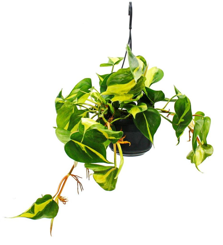 Philodendron scandens Brasil – milovník popínavých rostlin Obrázek produktu 
